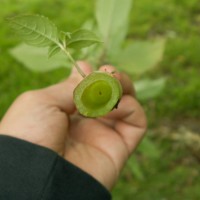 Himalayan Balsam